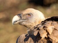 Gyps fulvus 100, Vale gier, Saxifraga-Bart Vastenhouw