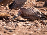 Gyps fulvus 104, Vale gier, Saxifraga-Bart Vastenhouw