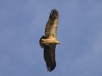 Gyps fulvus 11, Vale gier, Saxifraga-Mark Zekhuis