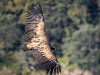 Gyps fulvus 119, Vale gier, Saxifraga-Bart Vastenhouw
