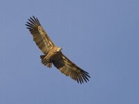 Gyps fulvus 12, Vale gier, Saxifraga-Mark Zekhuis