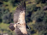 Gyps fulvus 122, Vale gier, Saxifraga-Bart Vastenhouw