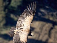 Gyps fulvus 123, Vale gier, Saxifraga-Bart Vastenhouw