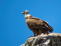 Gyps fulvus 127, Vale gier, Saxifraga-Bart Vastenhouw