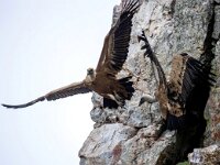 Gyps fulvus 128, Vale gier, Saxifraga-Bart Vastenhouw