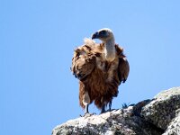 Gyps fulvus 131, Vale gier, Saxifraga-Bart Vastenhouw