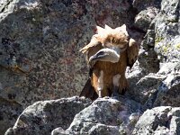 Gyps fulvus 132, Vale gier, Saxifraga-Bart Vastenhouw