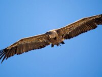 Gyps fulvus 133, Vale gier, Saxifraga-Bart Vastenhouw