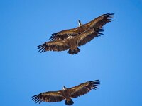 Gyps fulvus 137, Vale gier, Saxifraga-Bart Vastenhouw