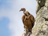 Gyps fulvus 138, Vale gier, Saxifraga-Bart Vastenhouw