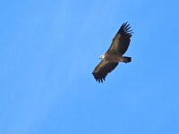 Gyps fulvus 139, Vale gier, Saxifraga-Tom Heijnen