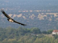 Gyps fulvus 140, Vale gier, Saxifraga-Tom Heijnen