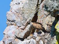 Gyps fulvus 145, Vale gier, Saxifraga-Tom Heijnen