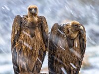Griffon vulture couple perched on rock  Griffon vulture (Gyps fulvus) two birds perched and resting on rock in winter conditions in Spanish Pyrenees, Catalonia, Spain, April. This is a large Old World vulture in the bird of prey family Accipitridae. It is also known as the Eurasian griffon. : accipitridae, animal, animal head, beak, beautiful, bill, bird, bird of prey, brown, carnivore, closeup, cold, detail, eagle, europe, european, face, fauna, fulvus, furry, griffon, griffon vulture, gyps, gyps fulvus, head, looking, majestic, nature, perched, perching, plumage, portrait, predator, prey, pyrenees, raptor, rock, scavenger, snow, spain, two, vulture, vulture head, wet, white, wild, wilderness, wildlife, winter