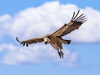 Griffon vulture flying against cloudy sky  Griffon vulture (Gyps fulvus) flying against blue cloudy sky in Spanish Pyrenees, Catalonia, Spain, April. This is a large Old World vulture in the bird of prey family Accipitridae. It is also known as the Eurasian griffon and closely related to the white-backed vulture (Gyps africanus). : animal, background, beak, beautiful, bird, birding, birdwatching, black, blue, carrion, catalonia, cevennes, closeup, cloud, cloudy, croatia, endangered, europe, extremadura, fauna, flight, fly, flying, fulvus, griffon, griffon vulture, gyps, huesca, mountain, natural, nature, ornithology, prey, pyrenees, pyrenees mountains, pyrenees spain, raptor, red list, safari, sardinia, scavenger, sky, spain, vulture, white, wild, wilderness, wildlife, wings
