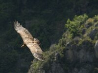 Gyps fulvus 15, Vale gier, Saxifraga-Jan van der Straaten
