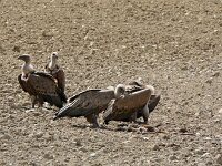 Gyps fulvus 150, Vale gier, Saxifraga-Michiel Drok