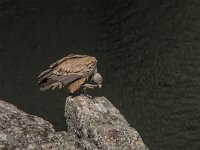 Gyps fulvus 152, Vale gier, adult, Saxifraga-Theo Verstrael