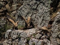 Gyps fulvus 154, Vale gier, adult, Saxifraga-Theo Verstrael