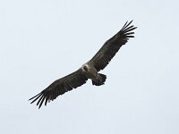 Gyps fulvus 155, Vale gier, Saxifraga-Willem van Kruijsbergen