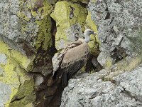 Gyps fulvus 165, Vale gier, Saxifraga-Willem van Kruijsbergen