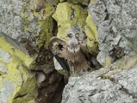 Gyps fulvus 167, Vale gier, Saxifraga-Willem van Kruijsbergen