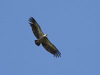 Gyps fulvus 179, Vale gier, Saxifraga-Willem van Kruijsbergen
