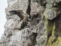 Gyps fulvus 198, Vale gier, Saxifraga-Willem van Kruijsbergen