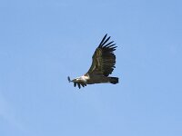 Gyps fulvus 211, Vale gier, Saxifraga-Willem van Kruijsbergen