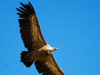 Gyps fulvus 23, Vale gier, Saxifraga-Bart Vastenhouw