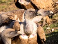 Gyps fulvus 25, Vale gier, Saxifraga-Bart Vastenhouw