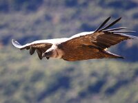 Gyps fulvus 26, Vale gier, Saxifraga-Bart Vastenhouw