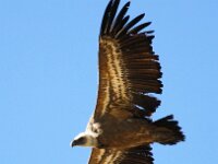 Gyps fulvus 27, Vale gier, Saxifraga-Bart Vastenhouw