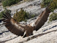 Gyps fulvus 30, Vale gier, Saxifraga-Bart Vastenhouw