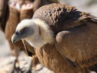 Gyps fulvus 33, Vale gier, Saxifraga-Bart Vastenhouw