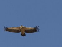 Gyps fulvus 4, Vale gier, Saxifraga-Mark Zekhuis