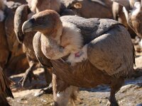 Gyps fulvus 40, Vale gier, Saxifraga-Bart Vastenhouw