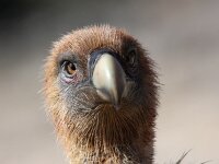 Gyps fulvus 43, Vale gier, Saxifraga-Bart Vastenhouw