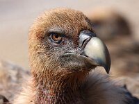 Gyps fulvus 44, Vale gier, Saxifraga-Bart Vastenhouw