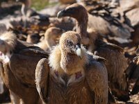 Gyps fulvus 45, Vale gier, Saxifraga-Bart Vastenhouw