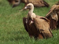 Gyps fulvus 48, Vale gier, Saxifraga-Martin Mollet