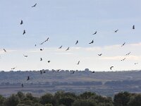 Gyps fulvus 59, Vale gier, Saxifraga-Bart Vastenhouw