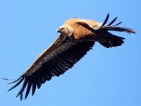 Gyps fulvus 64, Vale gier, Saxifraga-Bart Vastenhouw