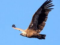 Gyps fulvus 65, Vale gier, Saxifraga-Bart Vastenhouw