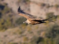 Gyps fulvus 70, Vale gier, Saxifraga-Bart Vastenhouw