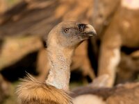 Gyps fulvus 82, Vale gier, Saxifraga-Bart Vastenhouw