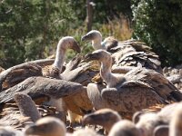Gyps fulvus 84, Vale gier, Saxifraga-Bart Vastenhouw