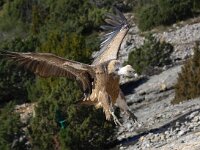 Gyps fulvus 88, Vale gier, Saxifraga-Bart Vastenhouw