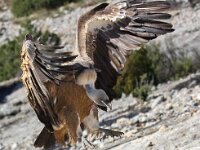 Gyps fulvus 89, Vale gier, Saxifraga-Bart Vastenhouw