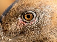 Gyps fulvus 90, Vale gier, Saxifraga-Bart Vastenhouw